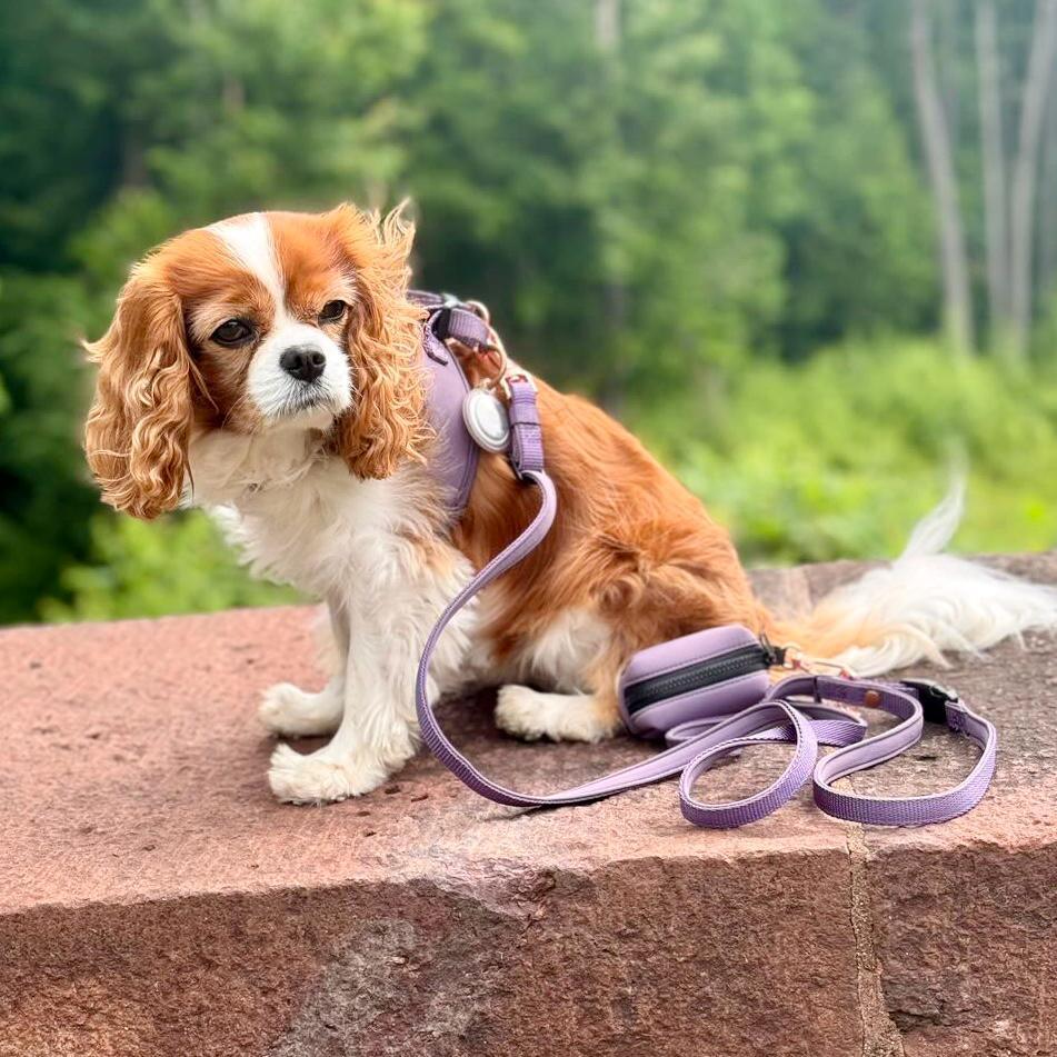 Hands-free Adjustable Dog Leash - Lilac Gray