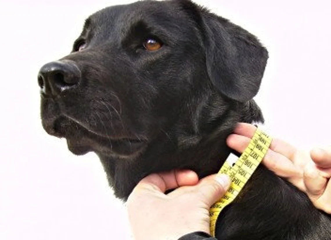 Old Western Leather Dog Collar