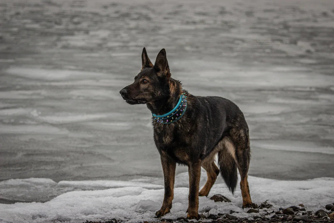 Cyberpunk Leather Dog Collar