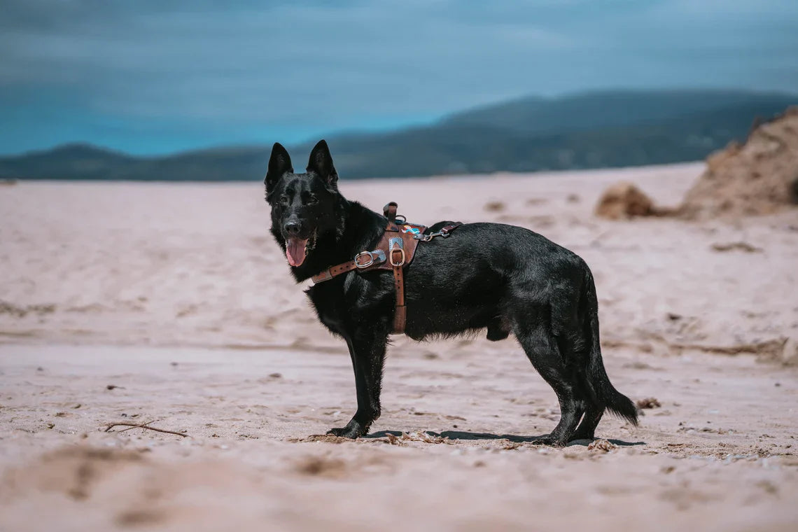 Apocalypse Leather Dog Harness