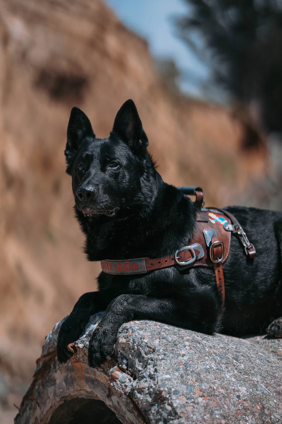 Apocalypse Leather Dog Harness