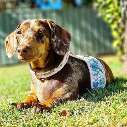 The Hummingbird Dog Harness