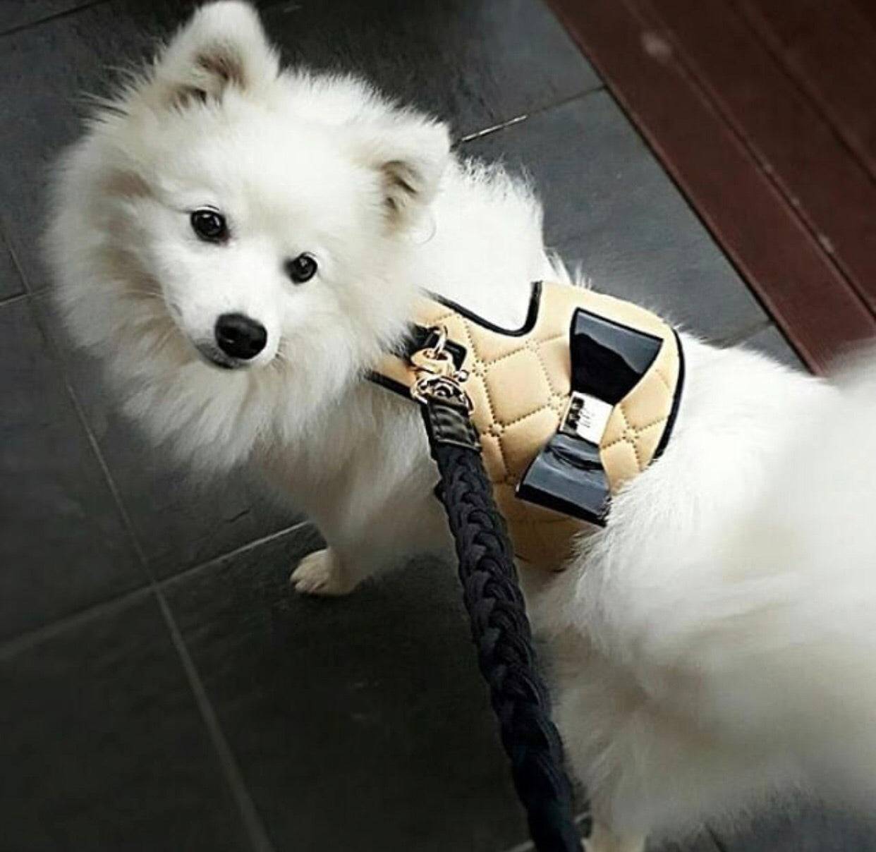 The Coco Dog Harness (Bow)