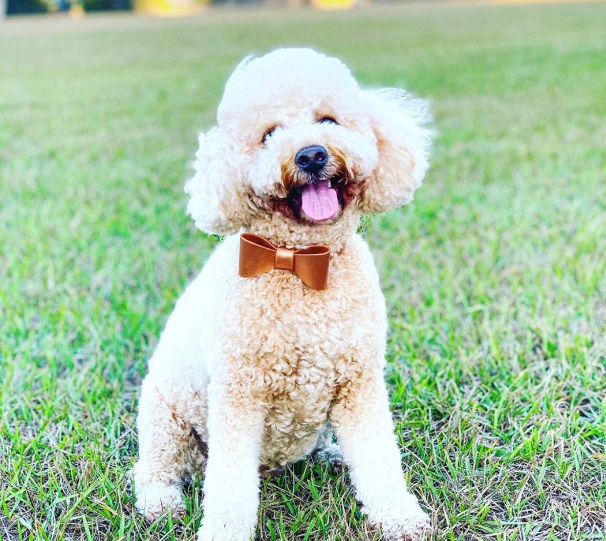 Leather Bow Collar - Cinnamon