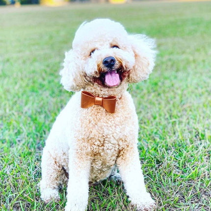 Leather Bow Collar - Cinnamon