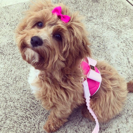 The Fuchsia Dog Harness