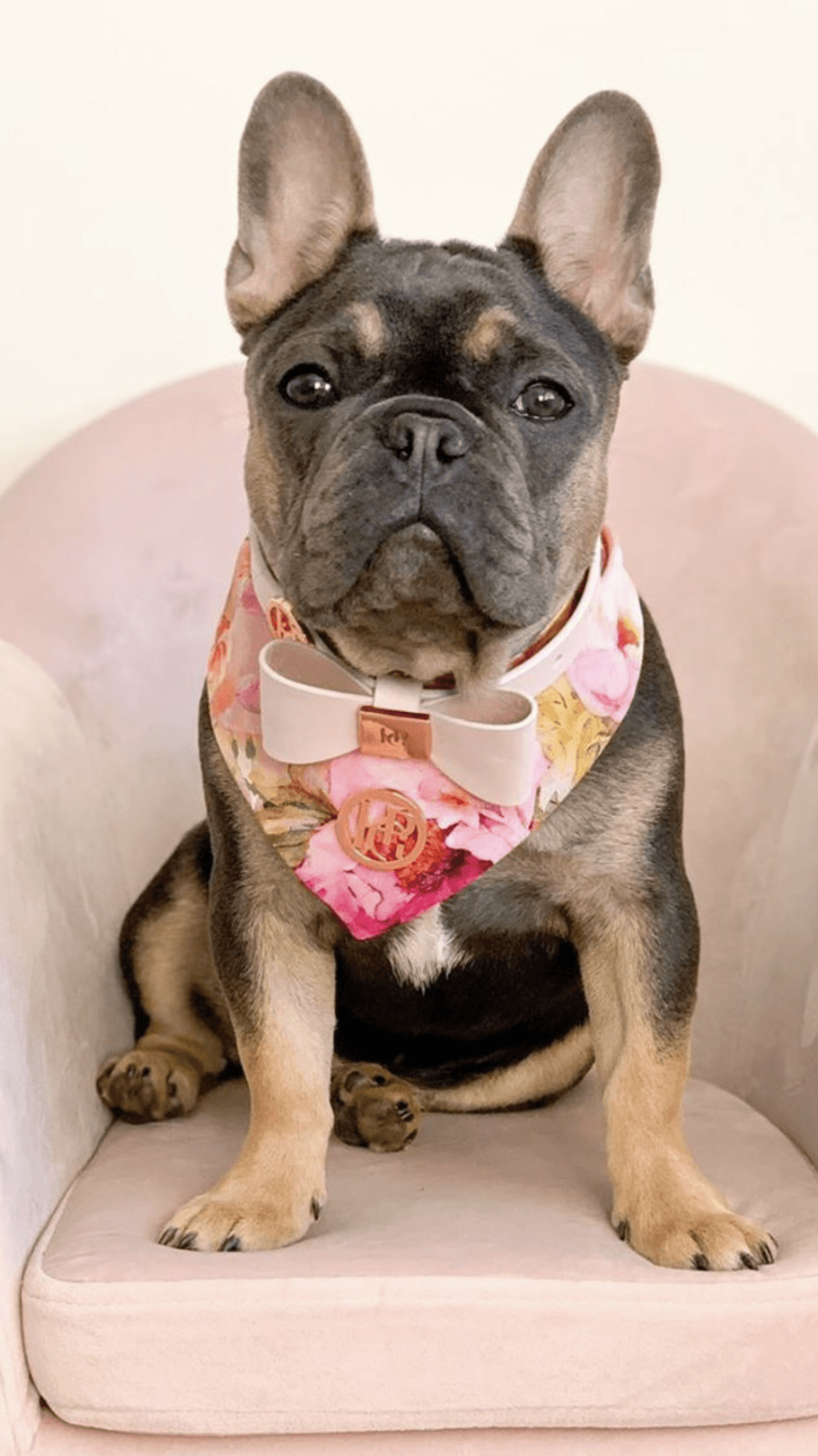 Leather Bow Collar - Blush