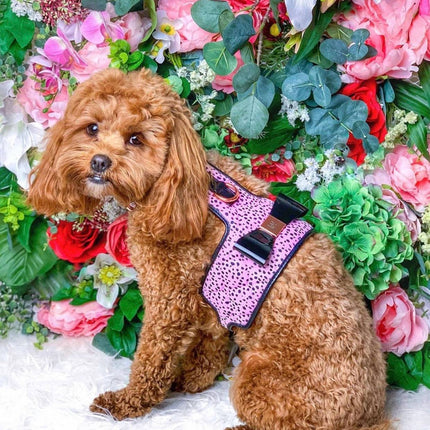 The Dahlia Dog Harness