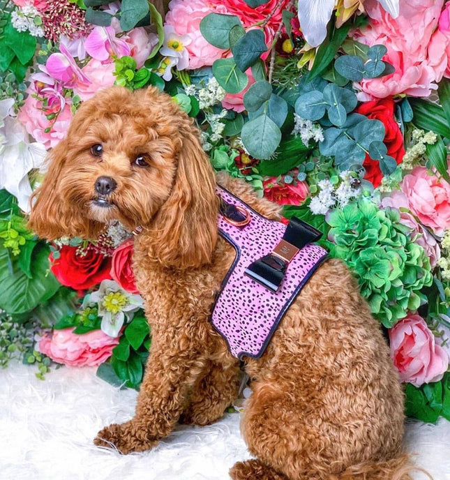 The Dahlia Dog Harness