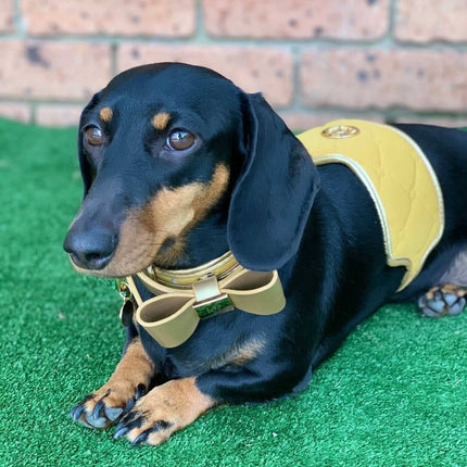 The Champagne Dog Harness