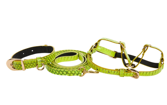 XS Light Neon Green Snake Collar Leash, Harness Set