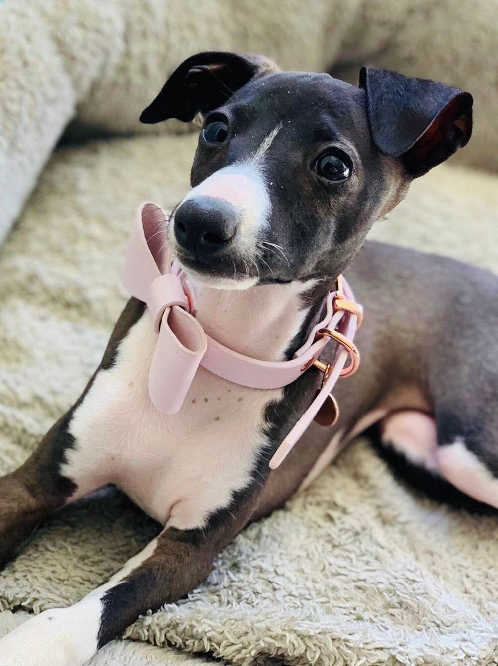 Leather Bow Collar - Blush