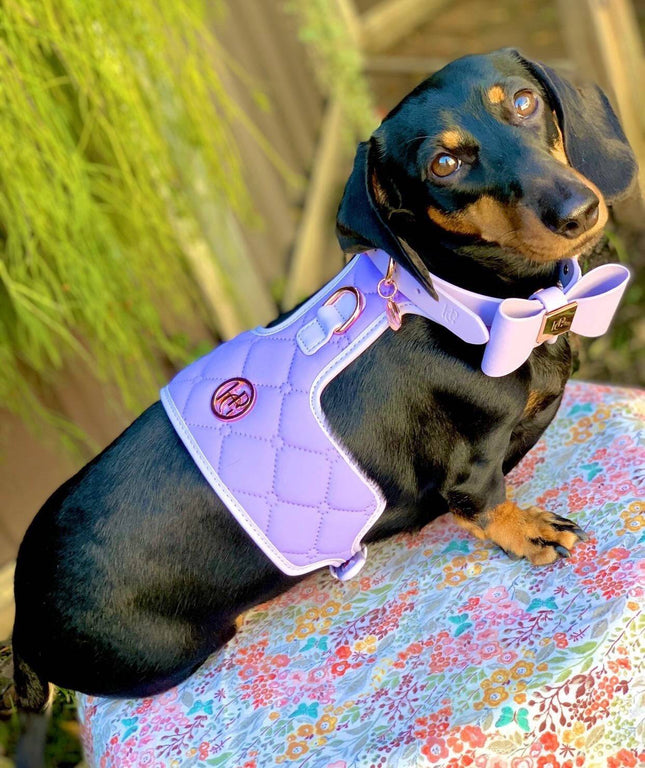 The Lilac Dog Harness