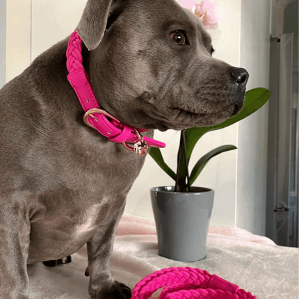 Dog Collar Lipstick Pink