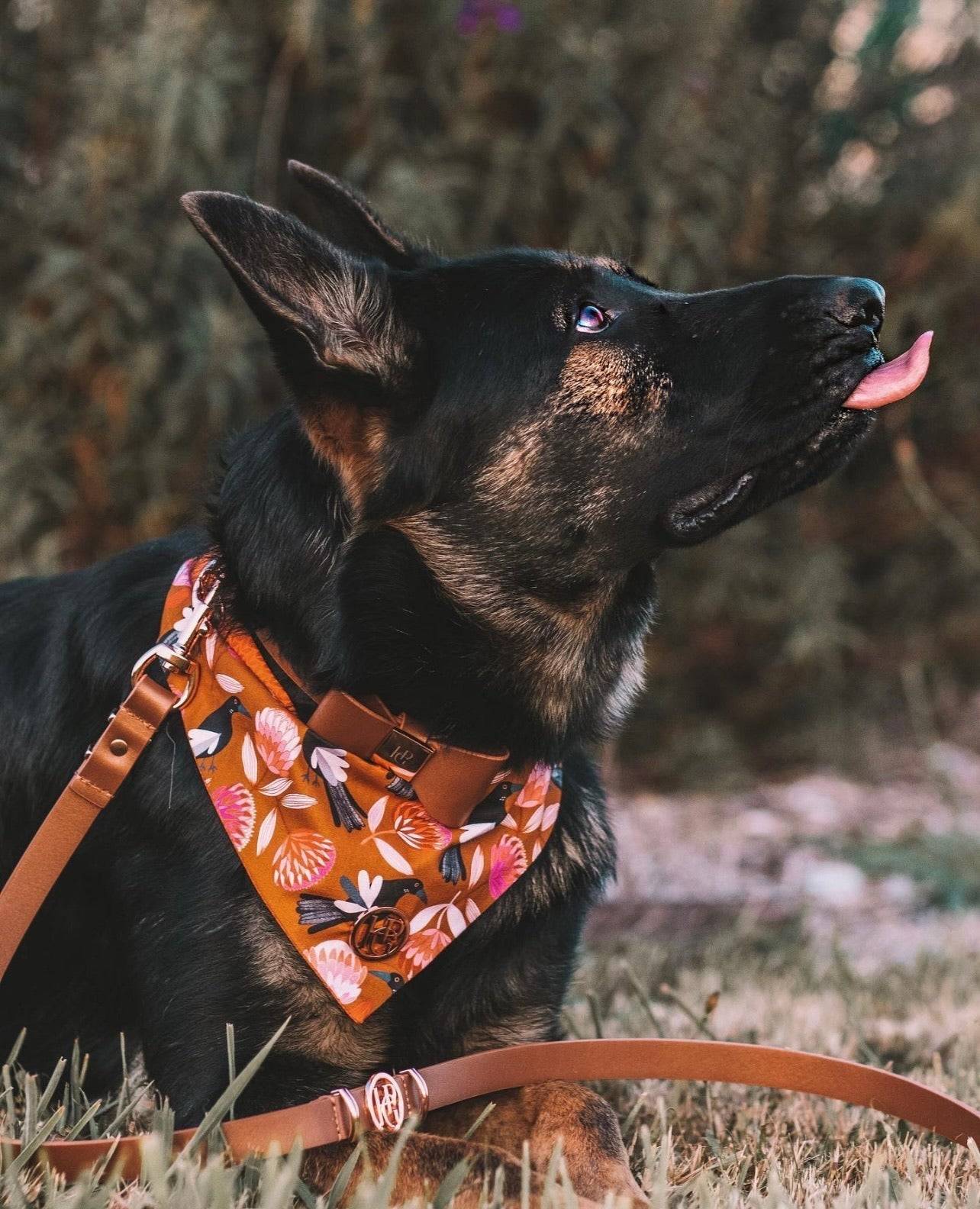 Leather Bow Collar - Cinnamon