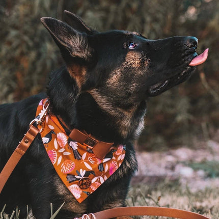 Leather Bow Collar - Cinnamon