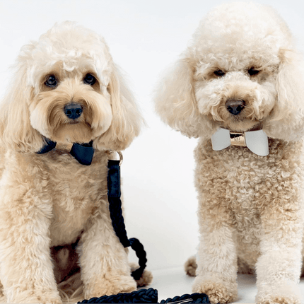 Leather Bow Tie Collar - Midnight