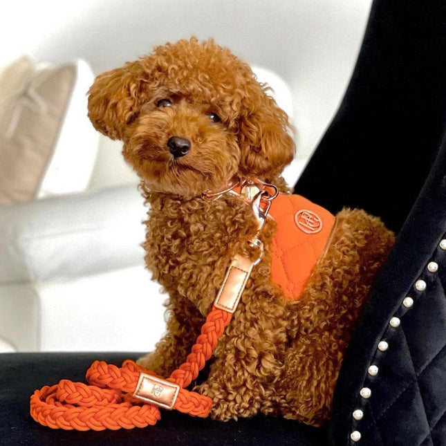 The Cinnamon Dog Harness