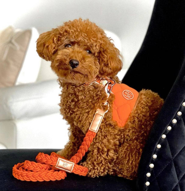 The Cinnamon Dog Harness