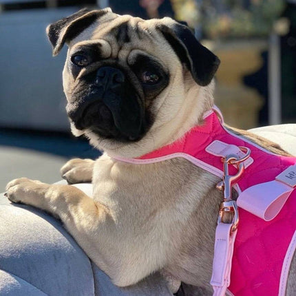 The Fuchsia Dog Harness