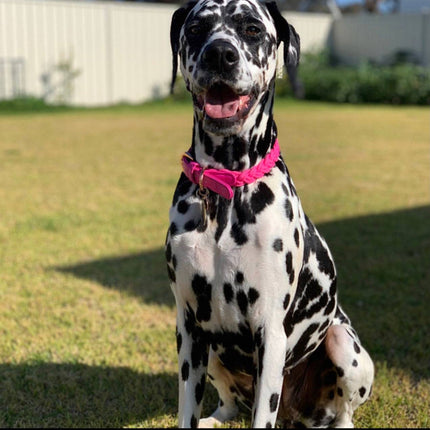 Dog Collar Lipstick Pink