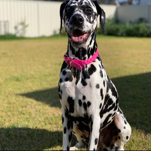 Dog Collar Lipstick Pink