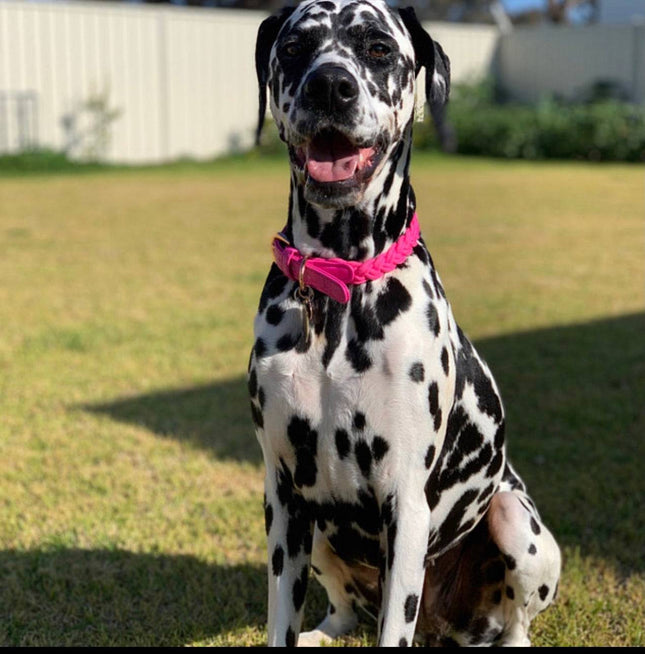 Dog Collar Lipstick Pink