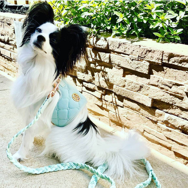 The Aquamarine Dog Harness