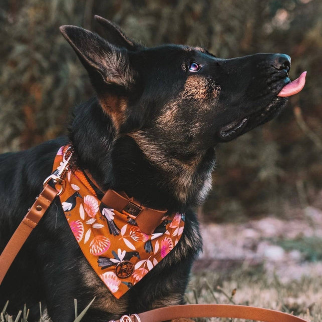 Leather Dog Lead - Cinnamon