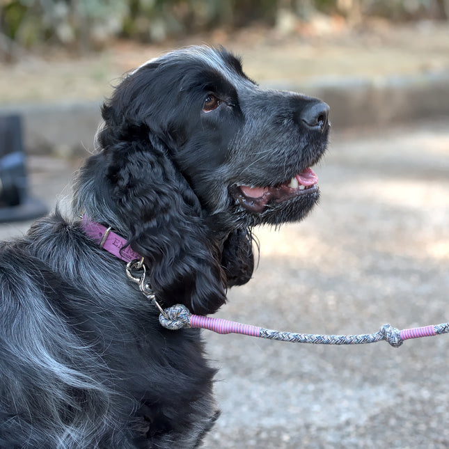 Lady Multicolor-Leash