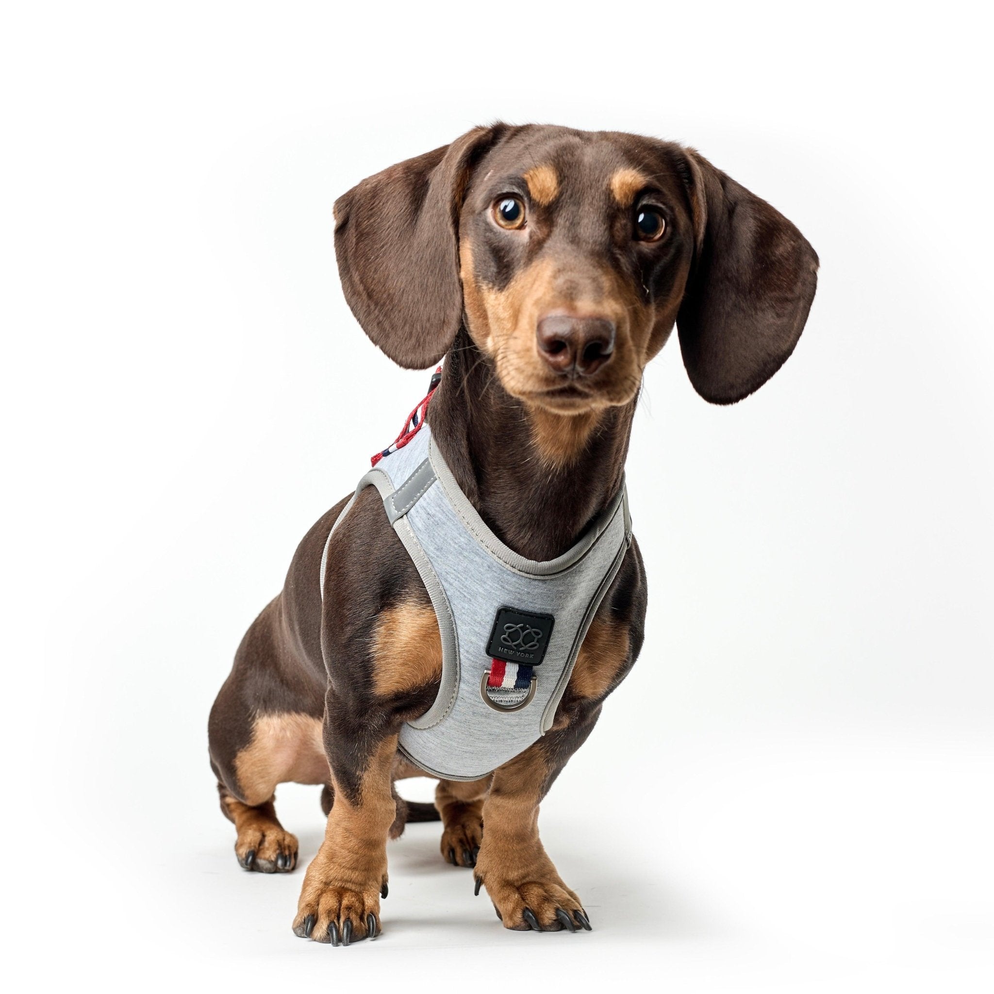 Luxe No-Pull Step-In Dog Harness - Champion