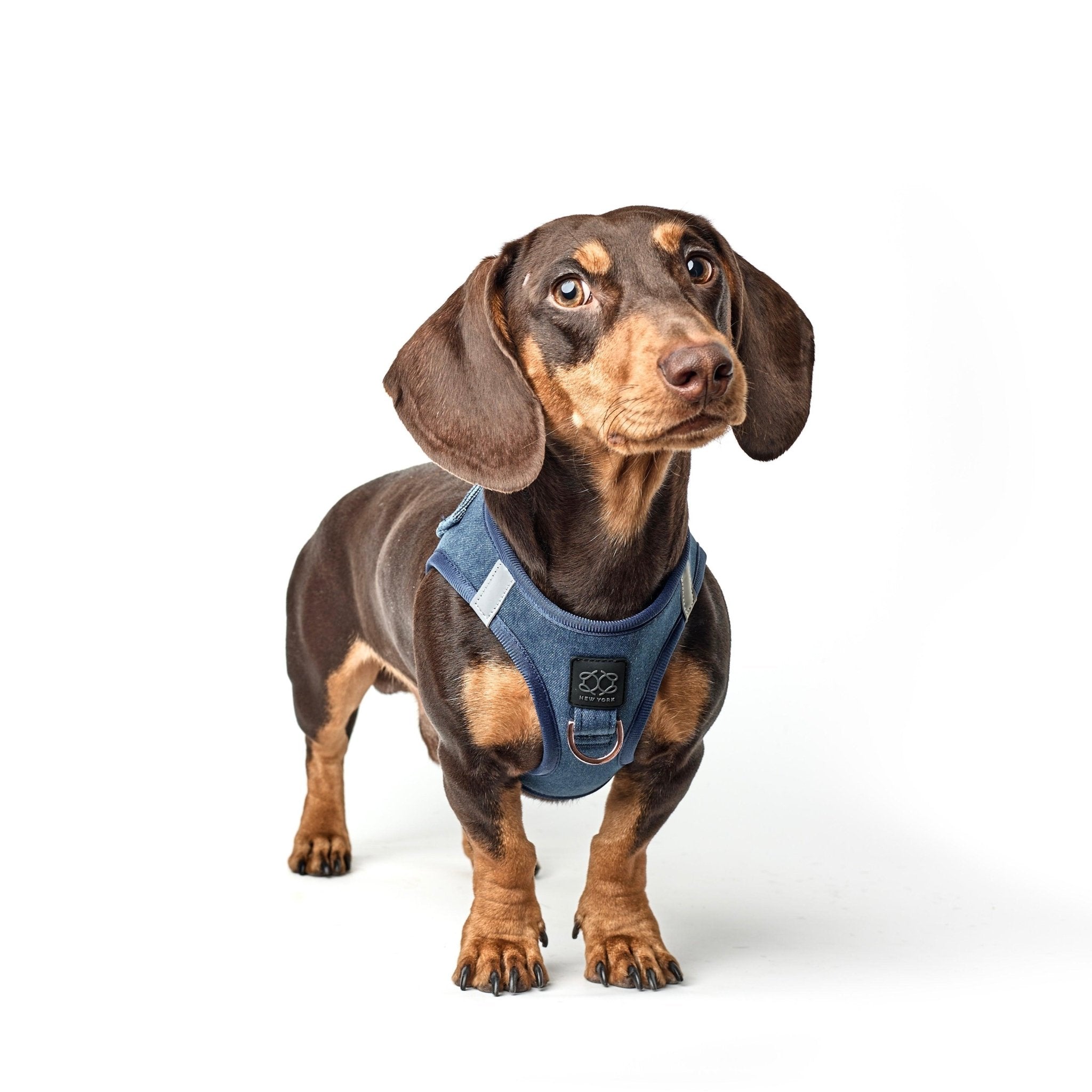 Luxe No-Pull Step In Dog Harness - Denim