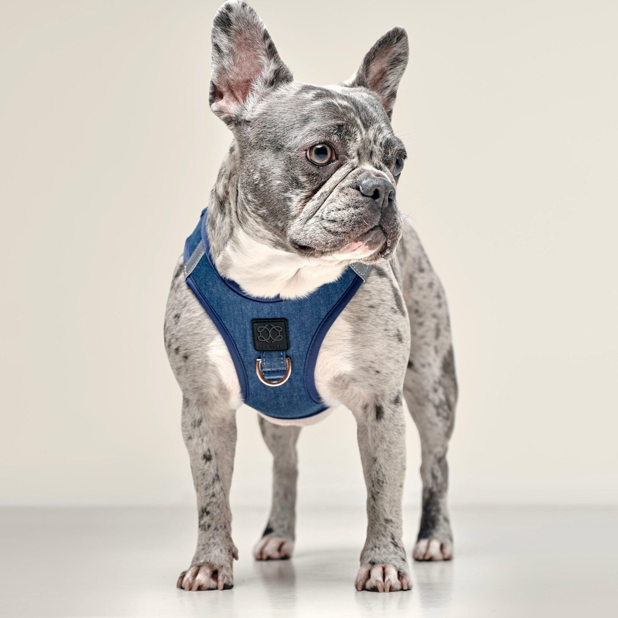 Luxe No-Pull Step In Dog Harness - Denim