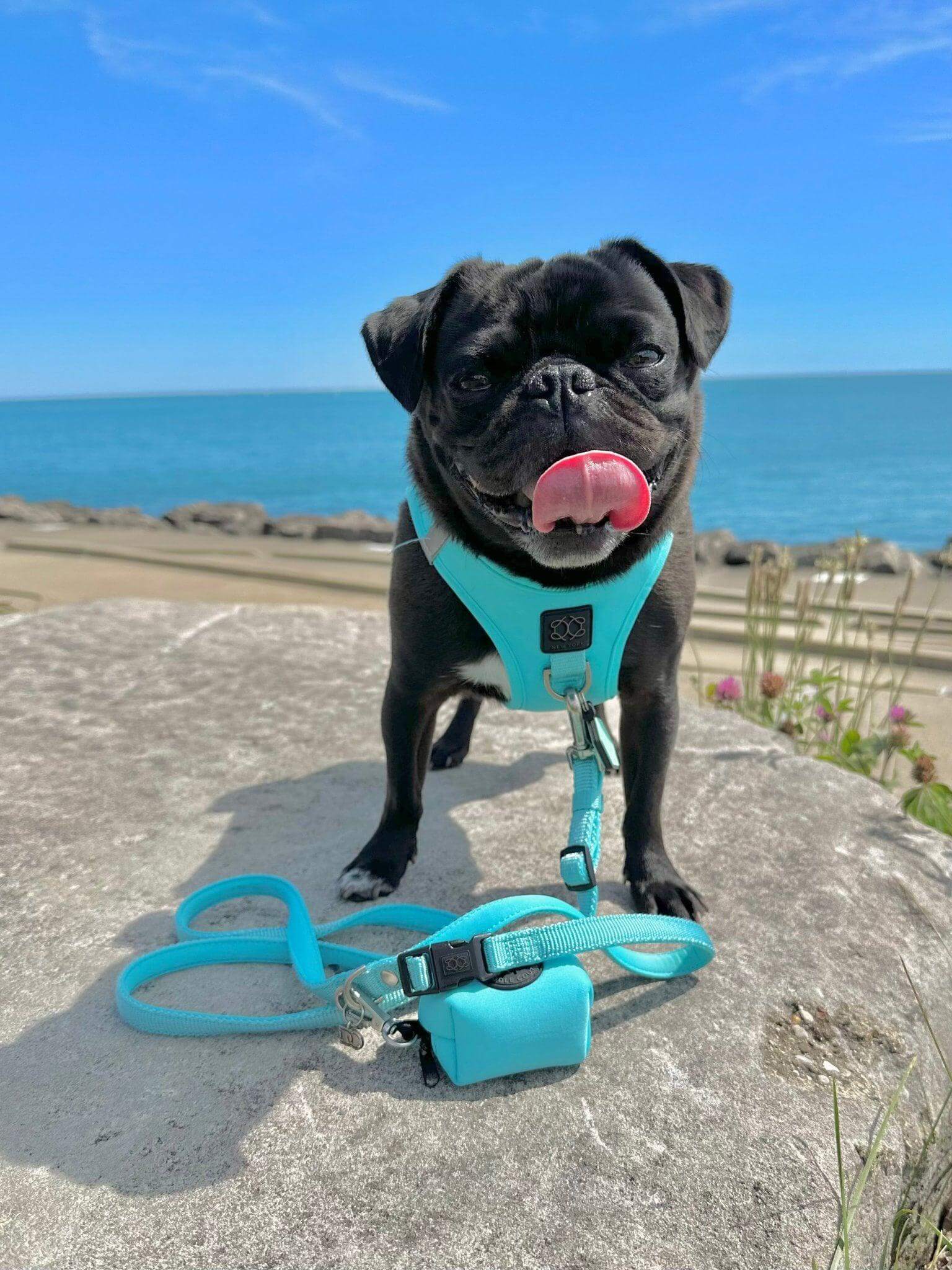 Luxe No-Pull Step-In Dog Harness - Fifth Ave