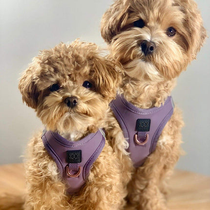 SoHo Dog Harness - Lilac Gray