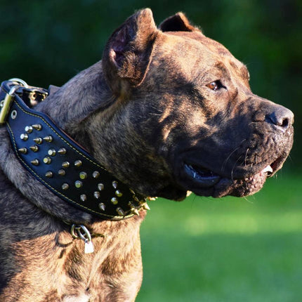 The "Crown" collar Black