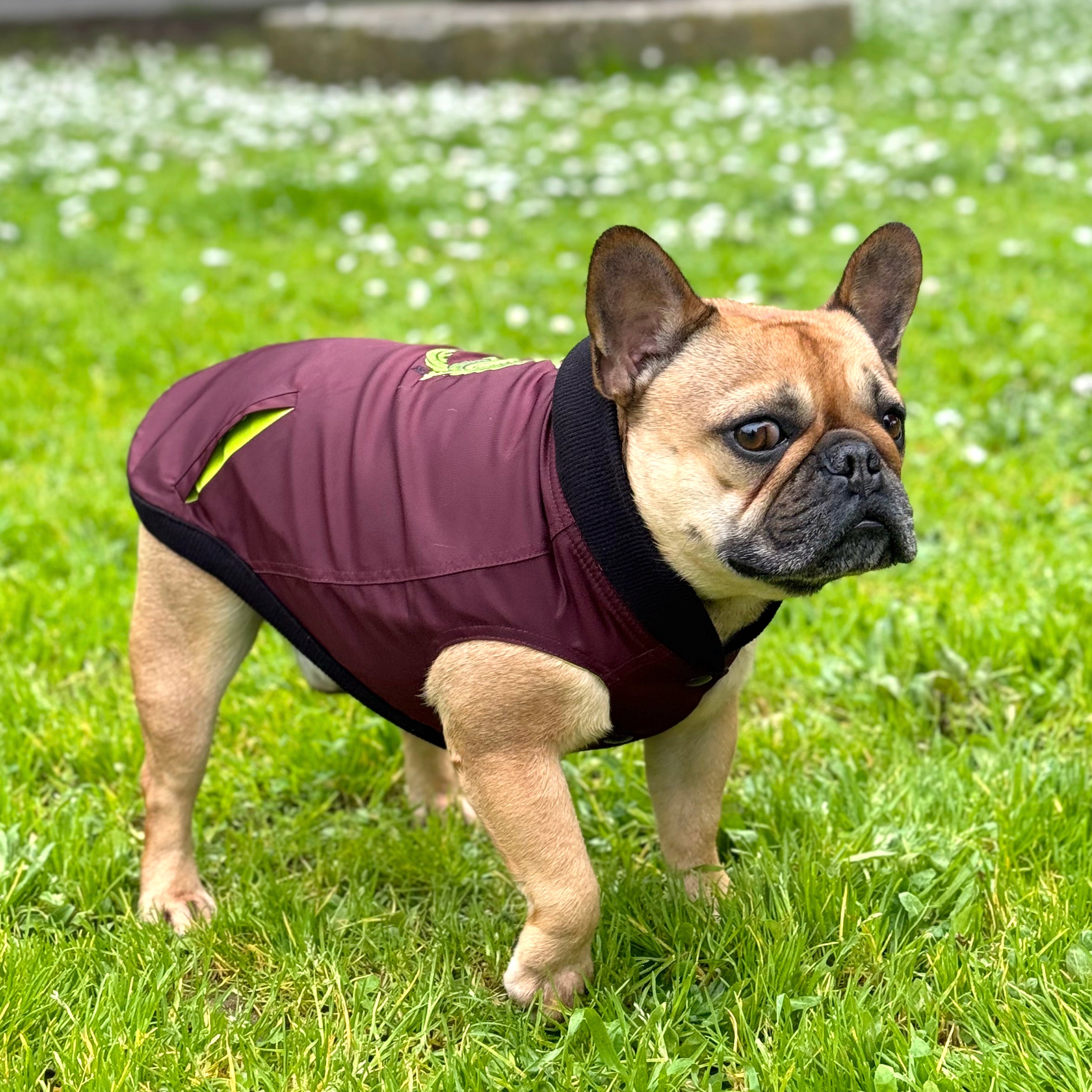 Red Dahlia Bomber Dog Jacket