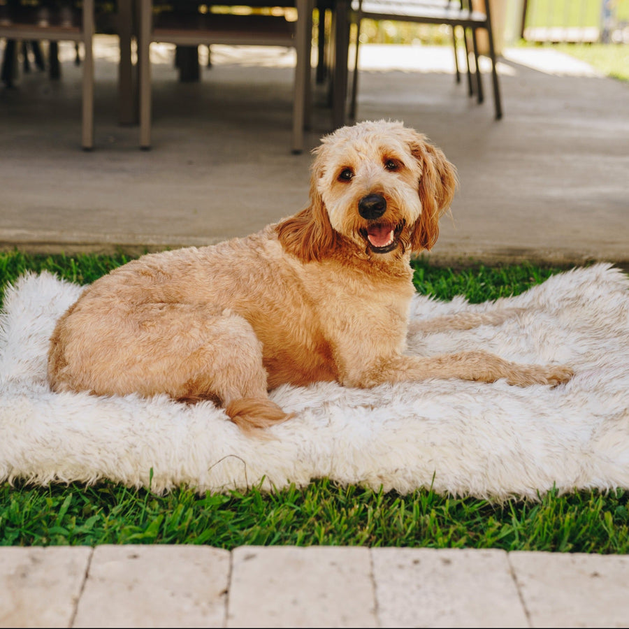 PupRug by Paw.com™ Portable Orthopedic Dog Bed - White with Brown Accents 