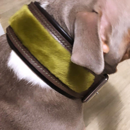 The ''Shrek'' collar