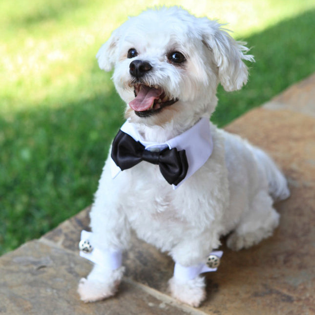 White Shirt Dog Collar with Red Bow Tie