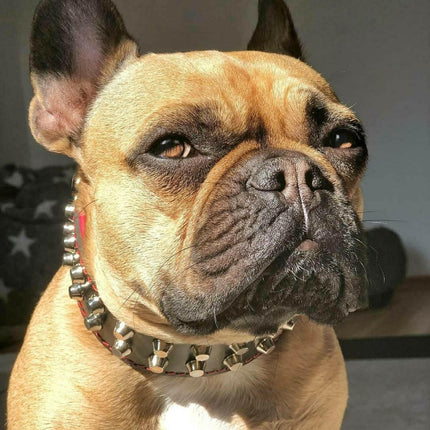 "Rocky" collar