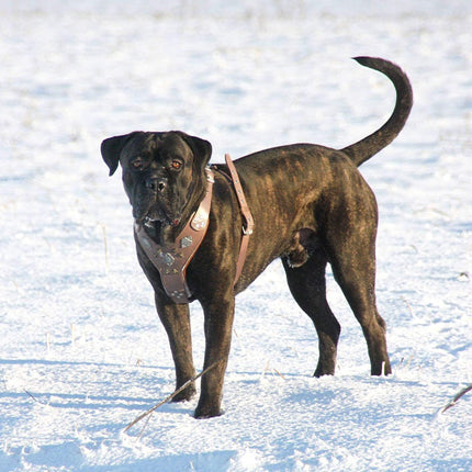 The "Aztec" Grey Harness