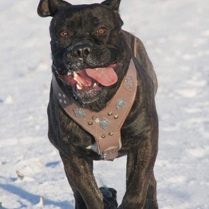 The "Aztec" Grey Harness