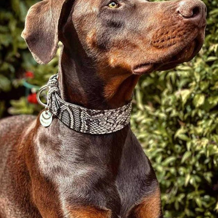 The ''Rock Python'' collar