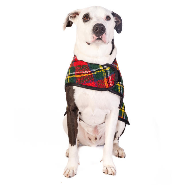 Scotty Plaid Dog Coat