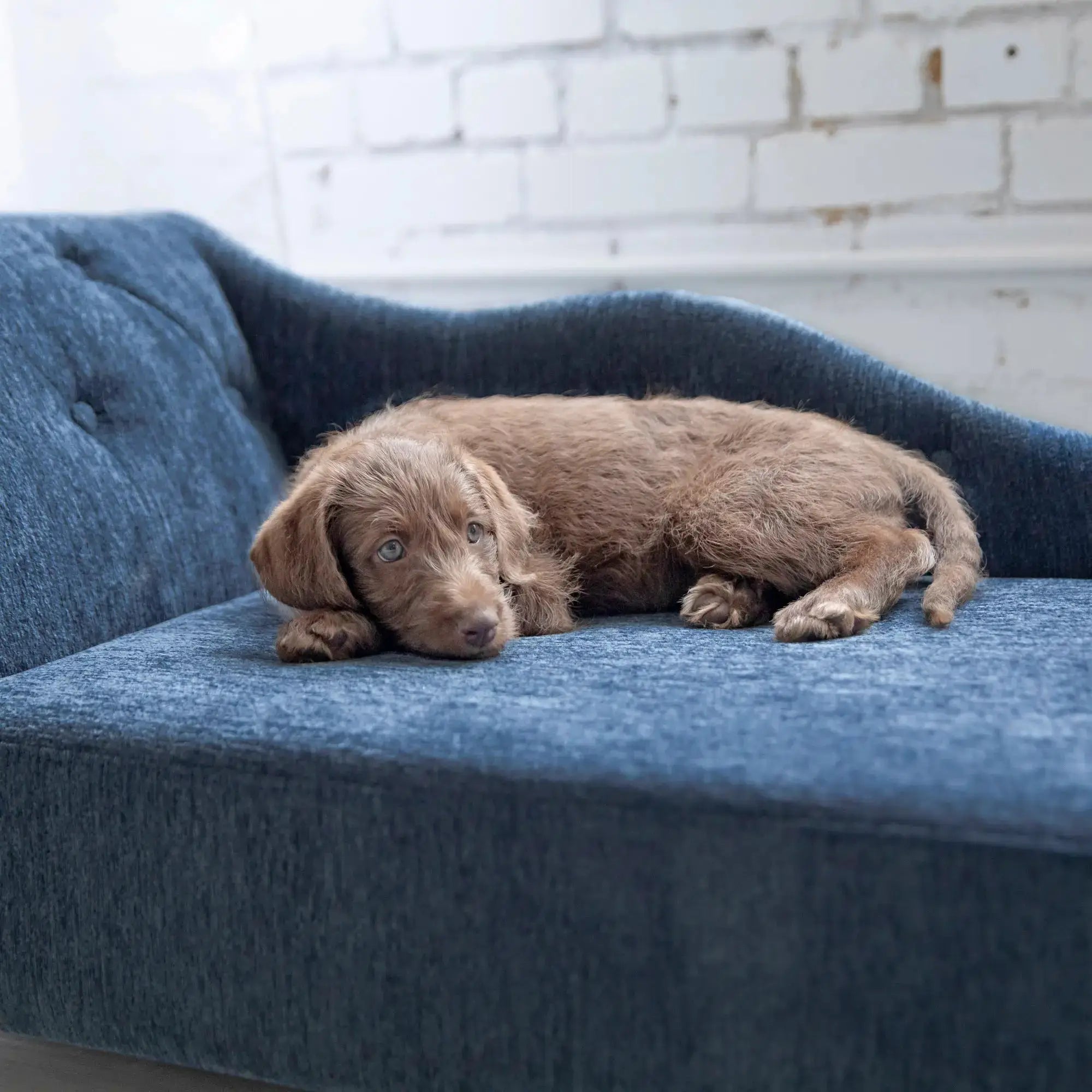 La-Z-Boy® Solana Chaise Sofa Pet Bed