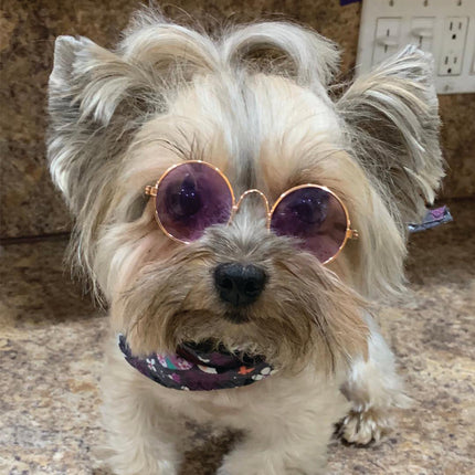 Dog Sunglasses