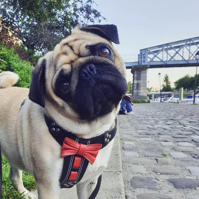 The "Bowtie" handmade leather harness black Small to Medium Size