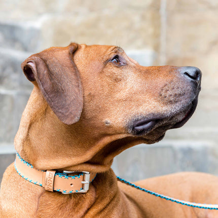 Sky Blue Cross-Collar