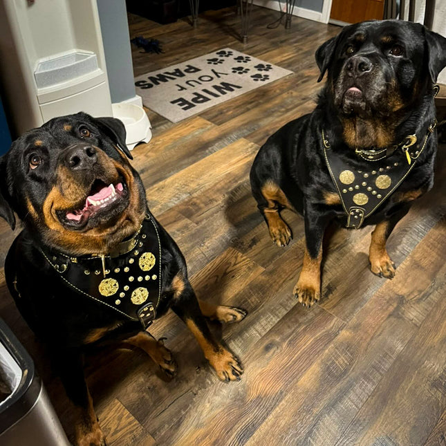 "Maximus Black" BIG dog SET- Harness - collar - lead. Brass rivets